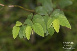 <a href="https://taieol.tw/muse/digi_object/3aa471dfef4f7c16470753ec0729c6a5" target="_blank">臺灣黃鱔藤／By：cyst007／iNaturalist</a>