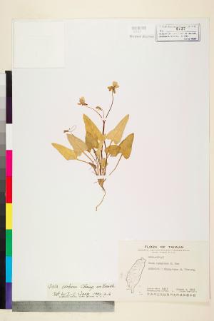 <a href="https://brmas.openmuseum.tw/muse/digi_object/f553da04f0457d50b8e79d3ccfd59499" target="_blank">短毛堇菜／中央研究院生物多樣性研究博物館植物標本館 (HAST)</a>