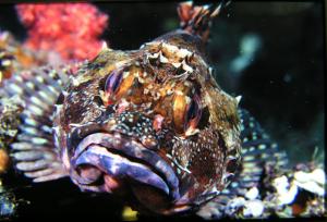 <a href="https://fishdb.sinica.edu.tw/muse/digi_object/704009106cd2581c24a03c22d9c4414a" target="_blank">Sebastiscus marmoratus@fishdb-media-4341／郭道仁</a>