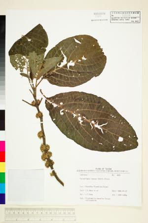 <a href="https://brmas.openmuseum.tw/muse/digi_object/f59844db16d2140239f0523599d269ae" target="_blank">舞子草／中央研究院生物多樣性研究博物館植物標本館 (HAST)</a>