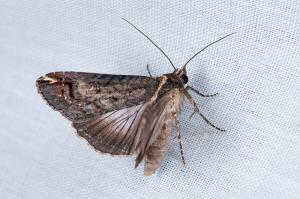 <a href="https://taieol.tw/muse/digi_object/2724afe50f4ac4c04093d0d97679da83" target="_blank">Lophoptera nama／By：吳士緯／吳士緯</a>