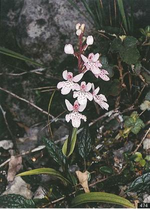<a href="https://taieol.tw/muse/digi_object/14fbfb69a4ba0aa17a58958b83a393bd" target="_blank">高山小蝶蘭／By：臺灣維管束植物簡誌 第五卷／臺灣維管束植物簡誌</a>