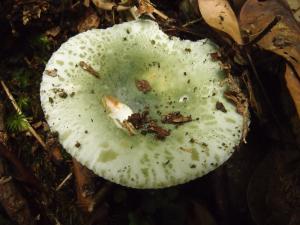 Russula parvovirescens(塊斑綠紅菇)