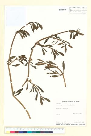 <a href="https://brmas.openmuseum.tw/muse/digi_object/f5b55b146253c21312e413fdbe2e9d6c" target="_blank">海馬齒／中央研究院生物多樣性研究博物館植物標本館 (HAST)</a>