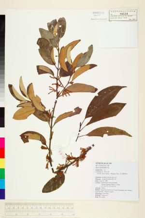 <a href="https://brmas.openmuseum.tw/muse/digi_object/f5bf551001f62438b400acbdfc5ead5a" target="_blank">忍冬葉桑寄生／中央研究院生物多樣性研究博物館植物標本館 (HAST)</a>