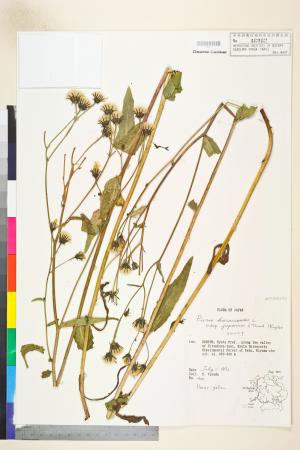 <a href="https://brmas.openmuseum.tw/muse/digi_object/f5dd048dca61720ce1aa351785b155b7" target="_blank">毛連菜／中央研究院生物多樣性研究博物館植物標本館 (HAST)</a>
