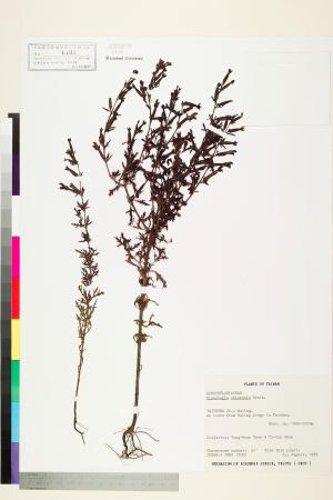 <a href="https://brmas.openmuseum.tw/muse/digi_object/f5ff0f61a9fdaebe143b2c256c6ddd87" target="_blank">陰行草／中央研究院生物多樣性研究博物館植物標本館 (HAST)</a>