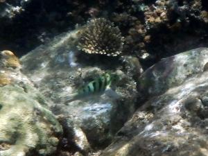 <a href="https://taieol.tw/muse/digi_object/382cc0959a9e0f8b39c7c8647a2405f7" target="_blank">哈氏錦魚／By：langzi／iNaturalist</a>