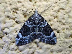 <a href="https://taieol.tw/muse/digi_object/82777f373425a215e3e3bfd3aae7147d" target="_blank">Pennithera lugubris／By：Hsiengan Huang／臺灣物種名錄(TaiCOL)</a>