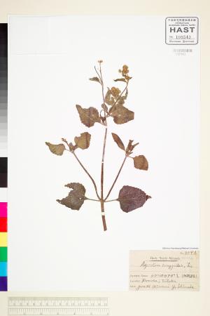 <a href="https://brmas.openmuseum.tw/muse/digi_object/f633751191e5540fec248f83f46fd4ec" target="_blank">藿香薊／中央研究院生物多樣性研究博物館植物標本館 (HAST)</a>