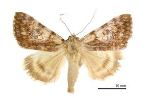 Catocala tokui_male_HT_NIEAS2014_01