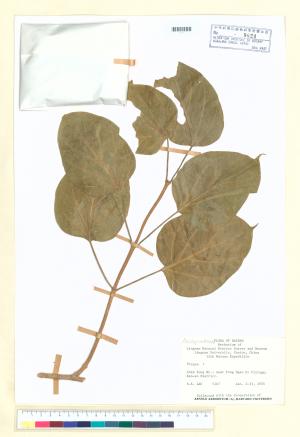 <a href="https://brmas.openmuseum.tw/muse/digi_object/f64a3b6b8f7b1ee7f70fb839caf03b56" target="_blank">華他卡藤屬／中央研究院生物多樣性研究博物館植物標本館 (HAST)</a>