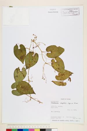 <a href="https://brmas.openmuseum.tw/muse/digi_object/f64d620b317e20eabdd326dd86eb85bf" target="_blank">槭葉括樓／中央研究院生物多樣性研究博物館植物標本館 (HAST)</a>