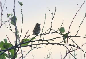 <a href="https://taieol.tw/muse/digi_object/2394ada514c4dea259152767b90b79ec" target="_blank">小鵐／By：allenlyu／iNaturalist</a>