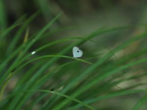 <a href="https://taieol.tw/muse/digi_object/565c94e6183d69b75c8637fe8c61afdc" target="_blank">黑丸灰蝶／By：doggy0406／iNaturalist</a>