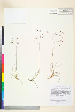 <a href="https://brmas.openmuseum.tw/muse/digi_object/f67c1406fe2c0838345ea66f64b0ea46" target="_blank">曲芒髮草／中央研究院生物多樣性研究博物館植物標本館 (HAST)</a>