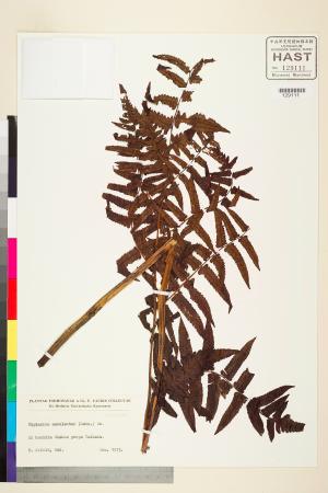 <a href="https://brmas.openmuseum.tw/muse/digi_object/f688a1c2177ee104ffc503f464881cc8" target="_blank">過溝菜蕨／中央研究院生物多樣性研究博物館植物標本館 (HAST)</a>