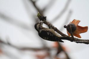 <a href="https://taieol.tw/muse/digi_object/97050a466e0461da7288fe1852529751" target="_blank">Dendrocopos canicapillus／By：陳添財／臺灣物種名錄(TaiCOL)</a>