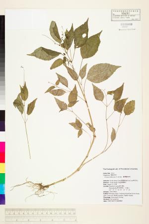 <a href="https://brmas.openmuseum.tw/muse/digi_object/f69e7a2f5212389655301cecc573de87" target="_blank">台灣露珠草／中央研究院生物多樣性研究博物館植物標本館 (HAST)</a>