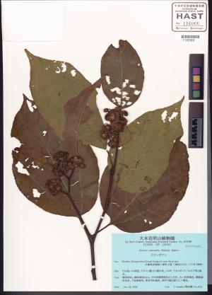 <a href="https://brmas.openmuseum.tw/muse/digi_object/f6b7a04cffea8ddfc86ba0a0297f0389" target="_blank">拉文海膽屬／中央研究院生物多樣性研究博物館植物標本館 (HAST)</a>