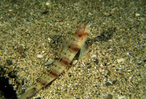 <a href="https://fishdb.sinica.edu.tw/muse/digi_object/d1eb8547874c2a43ed55d4d39f5a9678" target="_blank">Amblyeleotris japonica@fishdb-media-5207／郭道仁</a>