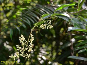 <a href="https://taieol.tw/muse/digi_object/a1e691ec7e0cba47c92547062084b665" target="_blank">山香圓／By：kinmatsu／iNaturalist</a>