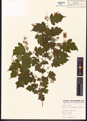 <a href="https://brmas.openmuseum.tw/muse/digi_object/f6e4e4a72fc5db5ac6048e0bd68cea79" target="_blank">冠蕊木／中央研究院生物多樣性研究博物館植物標本館 (HAST)</a>