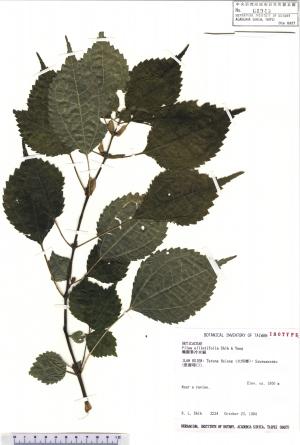 <a href="https://brmas.openmuseum.tw/muse/digi_object/f6ffd6b83f4826ebc5c3e1294eb59ddb" target="_blank">橢圓葉冷水麻／中央研究院生物多樣性研究博物館植物標本館 (HAST)</a>