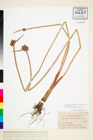 <a href="https://brmas.openmuseum.tw/muse/digi_object/f70b1c67917dc18ce505453cc7b88923" target="_blank">水毛花／中央研究院生物多樣性研究博物館植物標本館 (HAST)</a>