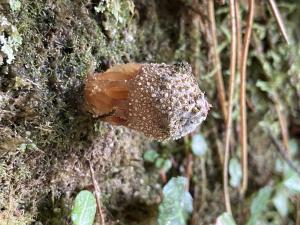 <a href="https://taieol.tw/muse/digi_object/dafea9537db81ab2fd30598db29e5d7f" target="_blank">日本美口菌／By：balawu／iNaturalist</a>