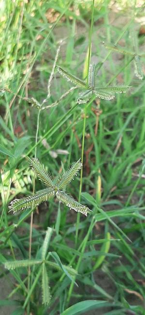 <a href="https://taieol.tw/muse/digi_object/5adf43a2af446a64abf061df0942de55" target="_blank">龍爪茅／By：leenancy／iNaturalist</a>