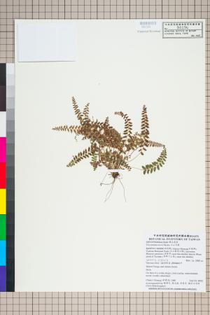 <a href="https://brmas.openmuseum.tw/muse/digi_object/f73c6ca85ceeebb8233d5f7229321d7d" target="_blank">玉山耳蕨／中央研究院生物多樣性研究博物館植物標本館 (HAST)</a>