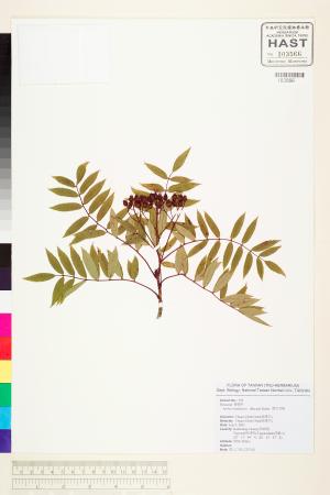 <a href="https://brmas.openmuseum.tw/muse/digi_object/f742ceec377801cbab708a2f67e71d70" target="_blank">巒大花楸／中央研究院生物多樣性研究博物館植物標本館 (HAST)</a>
