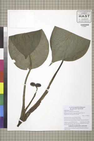 <a href="https://brmas.openmuseum.tw/muse/digi_object/f7558fb3850c312ffc0dd46da5b11f37" target="_blank">粗肋草／中央研究院生物多樣性研究博物館植物標本館 (HAST)</a>