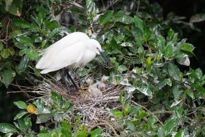 <a href="https://taieol.tw/muse/digi_object/6d2014bedd070c948c286fe1bbe298e0" target="_blank">小白鷺／By：bentsai／iNaturalist</a>