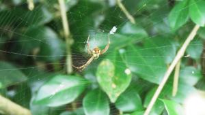 <a href="https://taieol.tw/muse/digi_object/172984ce3b8067dbbbb3fd6642395cbd" target="_blank">小形金蛛／By：maxhsieh／iNaturalist</a>
