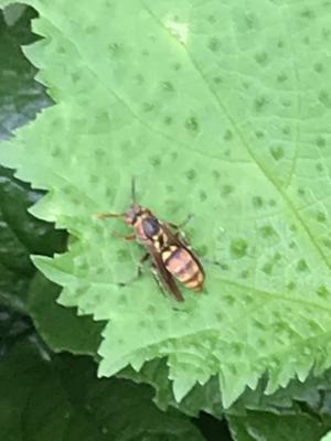 <a href="https://taieol.tw/muse/digi_object/2c999e01de5d96e2dfba7bd3b41ec741" target="_blank">雙斑馬蜂／By：kellyshu／iNaturalist</a>