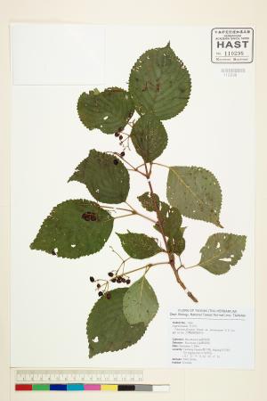 <a href="https://brmas.openmuseum.tw/muse/digi_object/f7832ddb7e3b2341a8d217c91c60de3b" target="_blank">臺灣蝴蝶戲珠花／中央研究院生物多樣性研究博物館植物標本館 (HAST)</a>