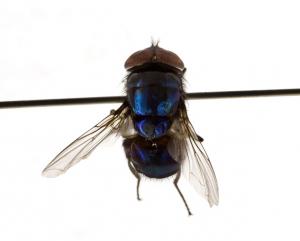 Chrysomya pinguis male dorsal