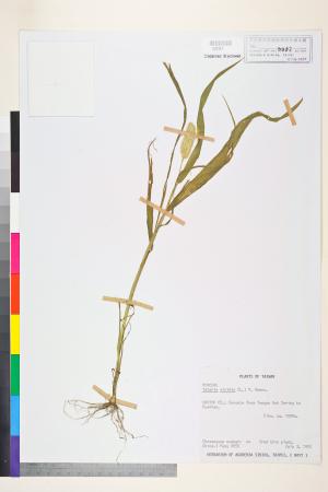 <a href="https://brmas.openmuseum.tw/muse/digi_object/f78e20c4adcd036e024ae9909d47a31b" target="_blank">狗尾草／中央研究院生物多樣性研究博物館植物標本館 (HAST)</a>