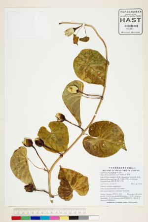 <a href="https://brmas.openmuseum.tw/muse/digi_object/f78f537b1850d531f8f0ca0fbdbc864a" target="_blank">盒果藤／中央研究院生物多樣性研究博物館植物標本館 (HAST)</a>