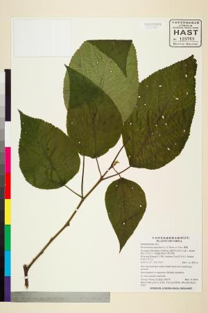 <a href="https://brmas.openmuseum.tw/muse/digi_object/f79acb5c36d204040b80a92fdf4dd69d" target="_blank">構樹／中央研究院生物多樣性研究博物館植物標本館 (HAST)</a>