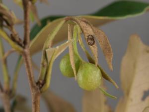 <a href="https://taieol.tw/muse/digi_object/3c4508f7ca9cdf8a8e0419ca933d577c" target="_blank">Dryocosmus carlesiae／By：唐昌廸／唐昌廸</a>