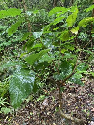 <a href="https://taieol.tw/muse/digi_object/ba3d1a3d017c0beedd2ce3fb75cea591" target="_blank">蘋婆／By：chou4525／iNaturalist</a>