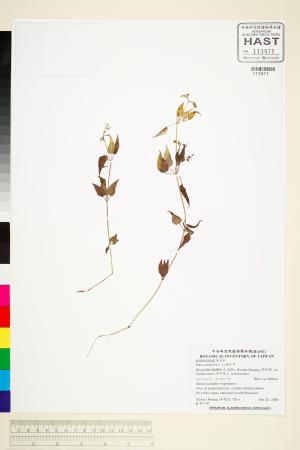 <a href="https://brmas.openmuseum.tw/muse/digi_object/f7ceb5be4b58c4913771de40b44629fe" target="_blank">紅藤仔草／中央研究院生物多樣性研究博物館植物標本館 (HAST)</a>
