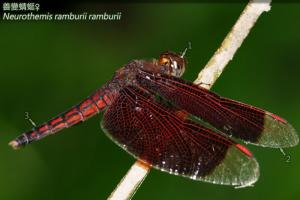 <a href="https://taieol.tw/muse/digi_object/37173a709b1b177b3a50c0438f8e244a" target="_blank">善變蜻蜓／By：曹美華／台灣蜻蜓網路圖鑑The Dragonflies of Taiwan</a>