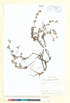 <a href="https://brmas.openmuseum.tw/muse/digi_object/f7e9809d3440154e75b8009161dd95ec" target="_blank">玉山艾／中央研究院生物多樣性研究博物館植物標本館 (HAST)</a>