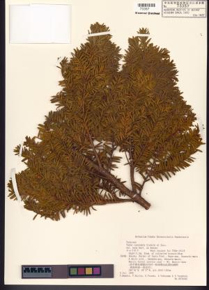 <a href="https://brmas.openmuseum.tw/muse/digi_object/f7f3423b4844acaf9039f2a2e833b00d" target="_blank">紅豆杉屬／中央研究院生物多樣性研究博物館植物標本館 (HAST)</a>