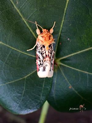 <a href="https://taieol.tw/muse/digi_object/76ad6beee8afc87f3f39528eebde00b5" target="_blank">Spodoptera picta／By：piaupiau／iNaturalist</a>