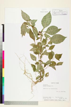 <a href="https://brmas.openmuseum.tw/muse/digi_object/f8452fe21f355223e333860fb14df4c0" target="_blank">雙花龍葵(耳鉤草)／中央研究院生物多樣性研究博物館植物標本館 (HAST)</a>